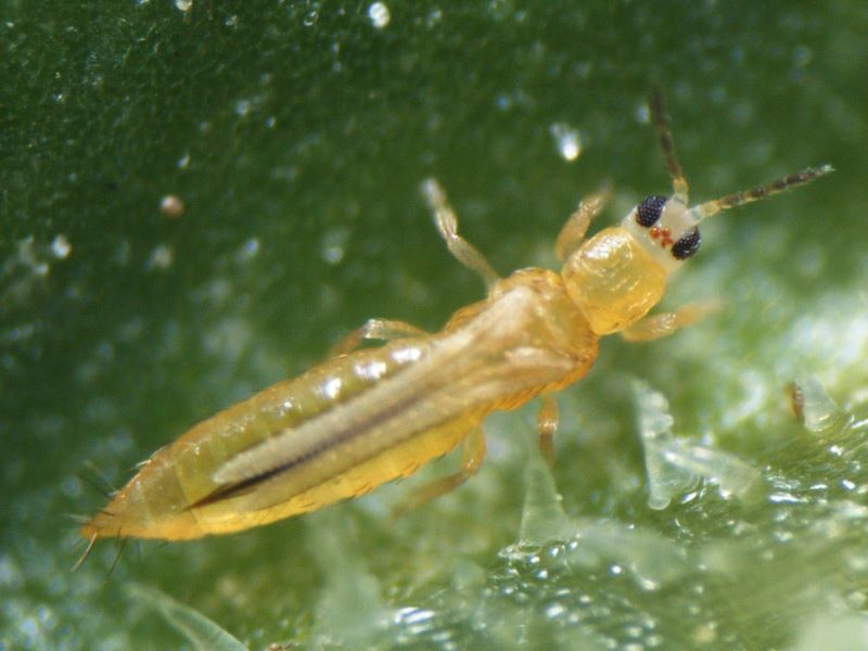 植物ウイルスの媒介者としても重要なアザミウマ