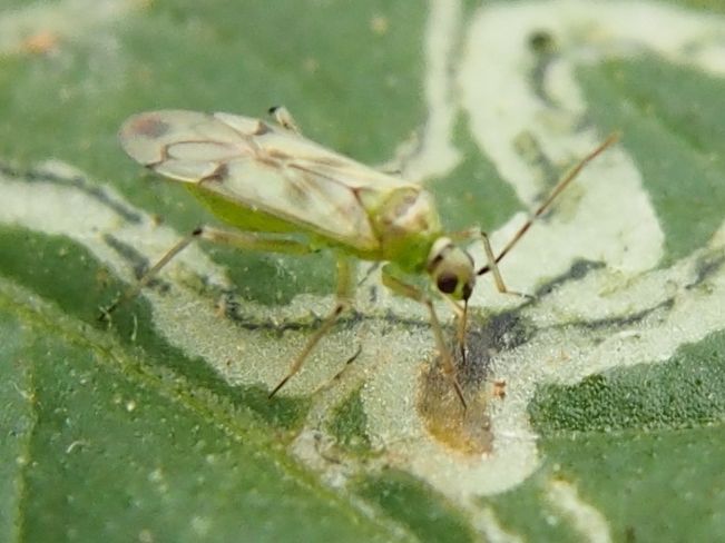 トマトでの害虫防除資材として期待されるタバコカスミカメ